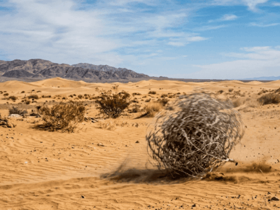 DECLARAN DESIERTOS VARIOS CONCURSOS ORDINARIOS DE MÉRITOS SIMULTÁNEOS A PROCESOS SELECTIVOS